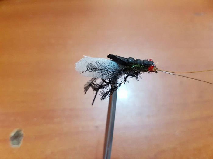 Bass bugs and poppers